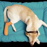 Wayne Diamond profile picture