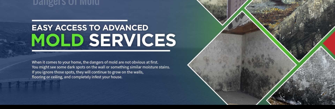 Dangers Of Mold Cover Image